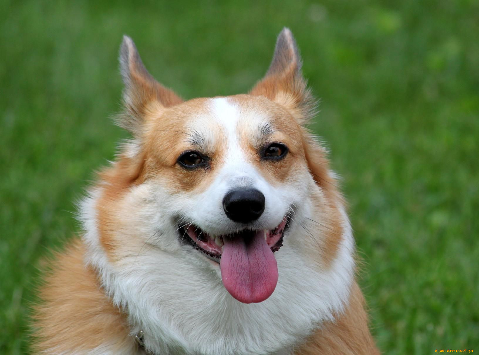 , , dog, 